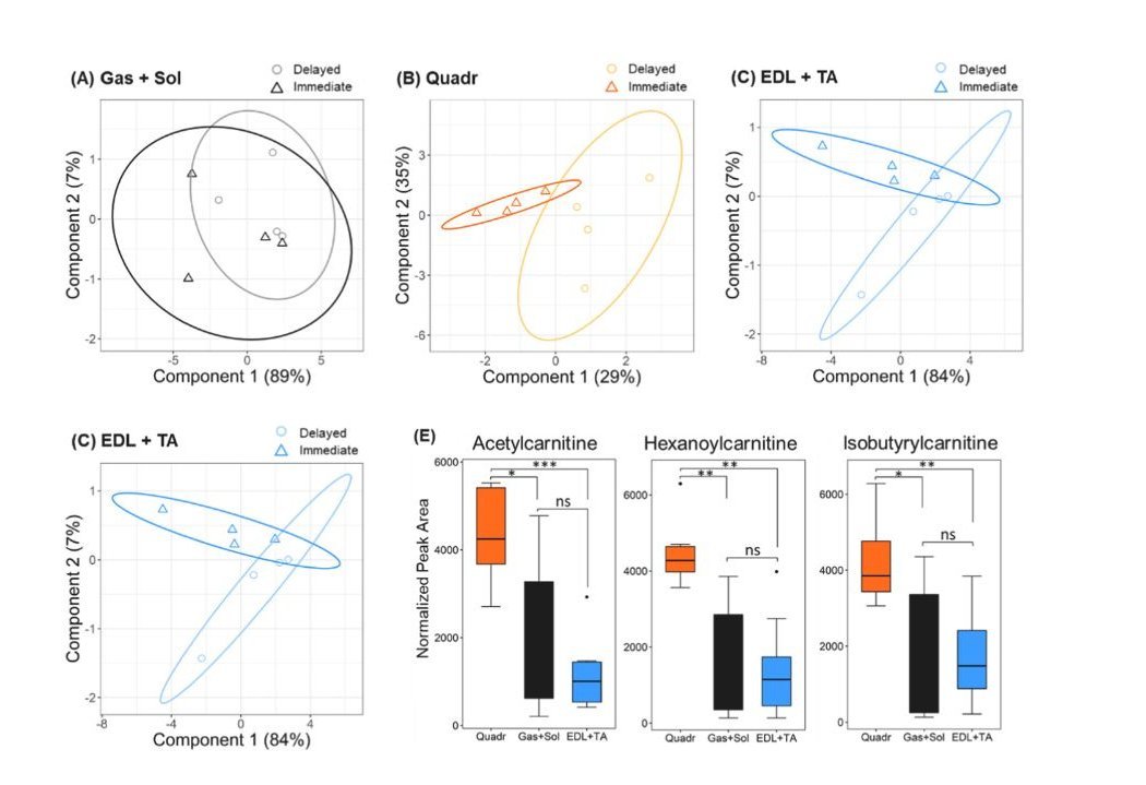 Fig. 5. (A, B, C): These plots compare the metabolic profiles of muscle samples collected immediately (triangles) versus after a 15-minute delay (circles). The strong overlap between the groups shows that waiting 15 minutes before freezing the samples did not significantly change the measured acylcarnitine levels. This is a practical finding for researchers, suggesting that sample collection doesn't have to be instantaneous.  (D): This plot combines all the data to show that the three different muscle types (Quadriceps (Quadr, orange), Gastrocnemius + Soleus (Gas + Sol, black), and Extensor digitorum longus + Tibialis anterior (EDL + TA, blue)) have distinct metabolic profiles.  (E): These bar charts give a closer look, confirming that the amount of specific acylcarnitines is significantly higher in the Quadriceps muscle compared to the other two muscle groups. The asterisks (***) indicate that this difference is statistically significant.