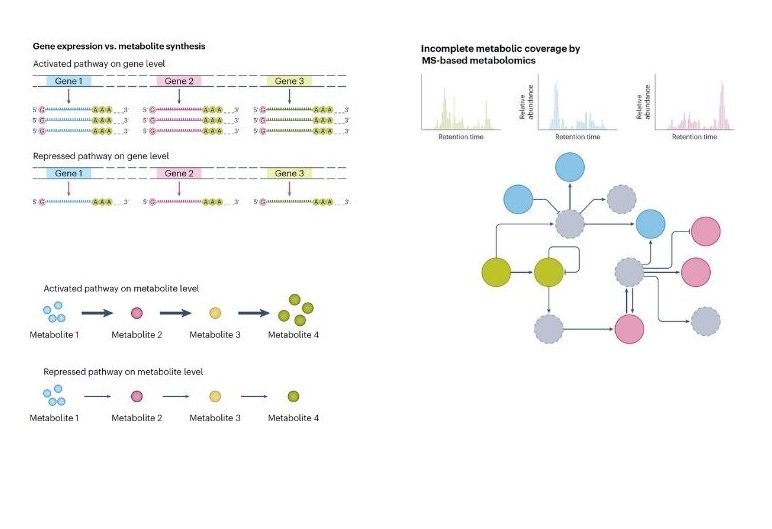 a, When a pathway is upregulated, all the genes involved in that pathway produce more copies. However, in linear biosynthetic pathways, metabolite levels show lower coherence during regulation. Upregulation may increase end-product abundance, while intermediate levels remain unchanged with only their turnover rate increasing (shown by the thicker arrow).