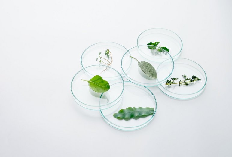 Greens, such as leaves in a petri dish that are representative of the various environmental monitoring applications, e.g., PFAS analysis or pesticide monitoring.