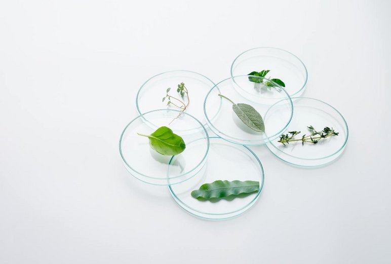 Greens, such as leaves in a petri dish that are representative of the various environmental monitoring applications, e.g., PFAS analysis or pesticide monitoring.