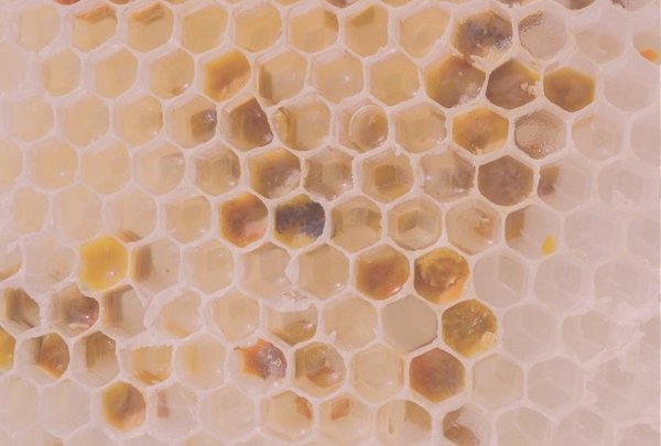 A close-up of a honeycomb structure showing beeswax and pollen. V-ITEX provides a rapid and solvent-free method for quantifying contaminants in beeswax.