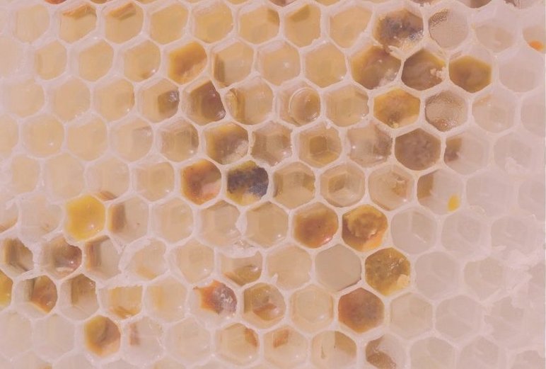 A close-up of a honeycomb structure showing beeswax and pollen. V-ITEX provides a rapid and solvent-free method for quantifying contaminants in beeswax.