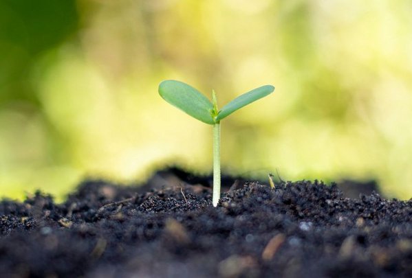 PAHs in Soil with Hapex