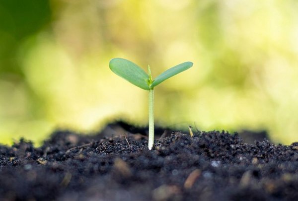 Bilder für Webseite (1440 x 590 px) (1109 x 676 px) - 1 Soil