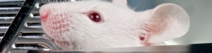 Dr. He and his team developed a fully automated electro-extraction (EE) workflow using a PAL System. This zero-manual-touchpoint method was successfully applied to complex samples, including human plasma and mouse tissue for sarcopenia research.